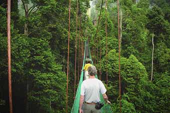 Borneo rainforest canopy bridge walk