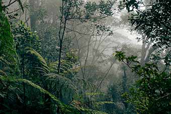 Borneo rainforest in the mist