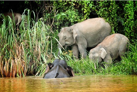 Pygmy elephants in Borneo
