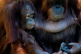Mother and child orangutan in Borneo