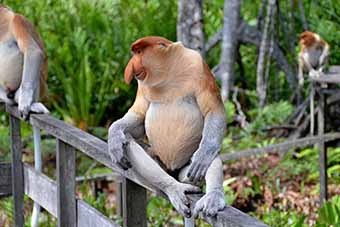 Proboscis monkey in the jungle, Borneo