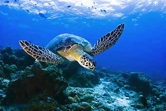 Sea turtle swimming in Borneo
