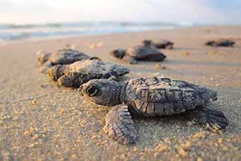 Turtle hatchlings on Selingan Island in Borneo
