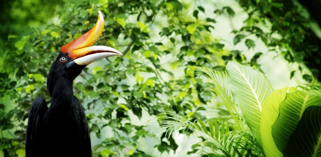 hornbill -  bird in the jungle