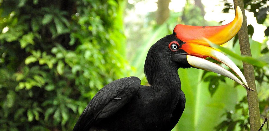Hornbill -  Explore Borneo