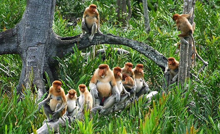 Proboscis monkeys along the Kinabatangan River in Borneo