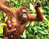 Orangutans in Sepilok nature reserve