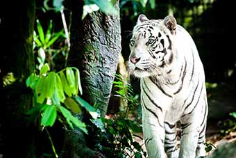 White Tiger at Singapore Zoo