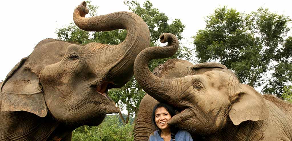 Elephants at Elephant Nature Park in Chiang Mai