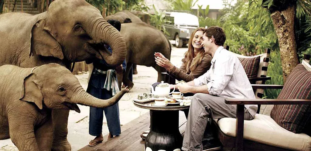 Breakfast with elephants at the Four Season's Tented Camp in Chiang Rai, Thailand