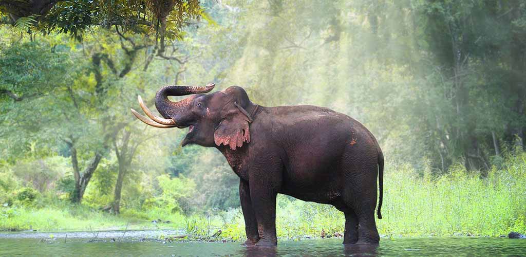 Thai elephant bathing in river