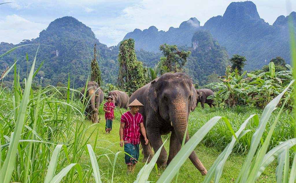 Elephants trekking in Khao Sok