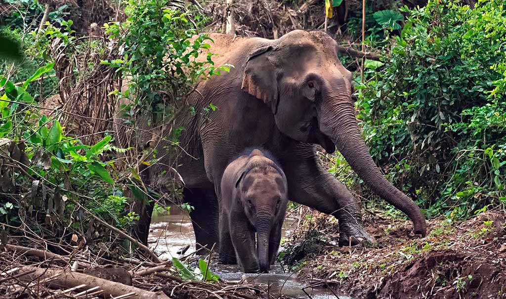 Mother and baby elephants at MandaLao eleohant camp in Luang Prabang, Laos
