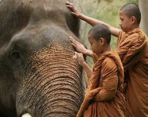Thai child monks with elephant
