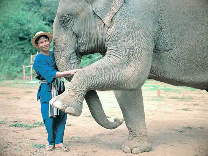 Elephant and handler at Anantara Golden Triangle Resort & Elephant Camp, Thailand