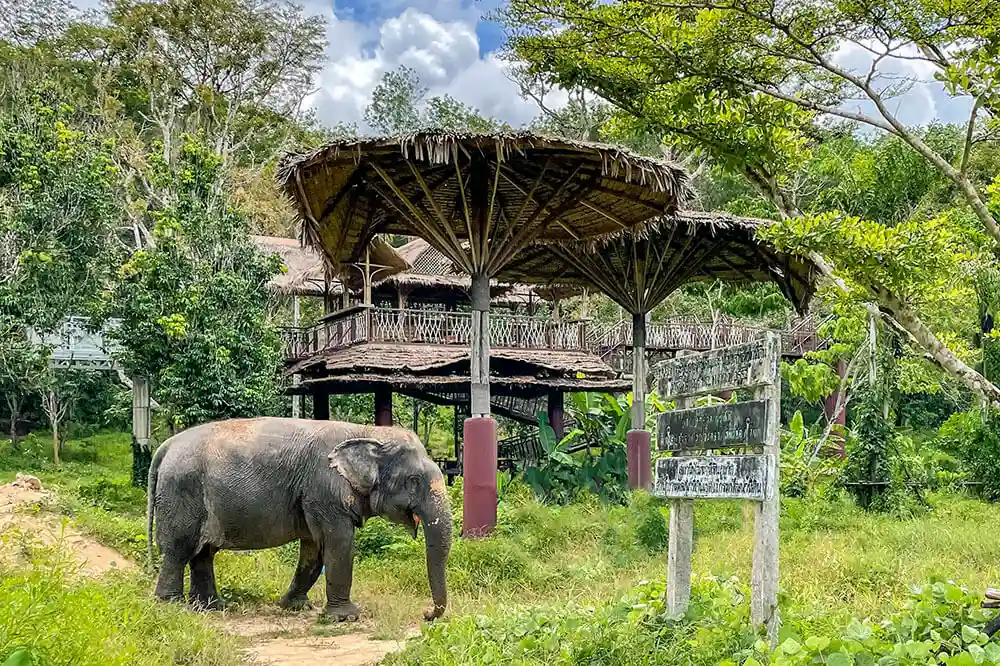 Phuket Elephant Sanctuary lodge area
