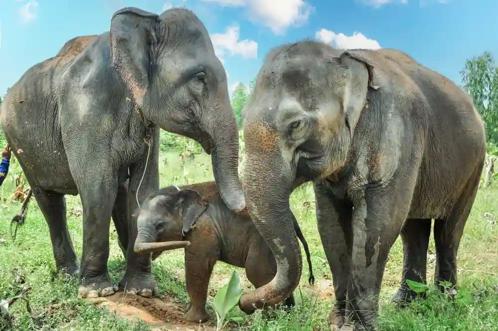 Wildlife Friends Foundation Thailand sanctuary baby and adult elephants.