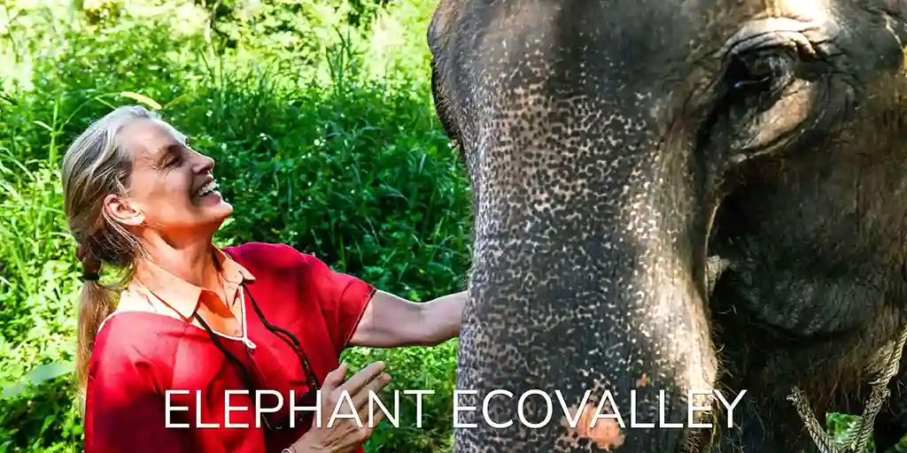 Elephant encounter at the Elephant EcoValley in Thailand