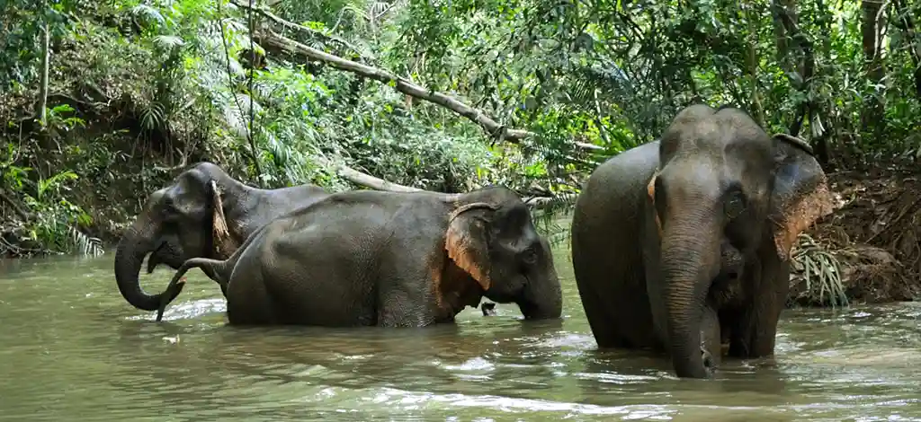 Cambodian Mondulkiri Project elephants bathing in river.