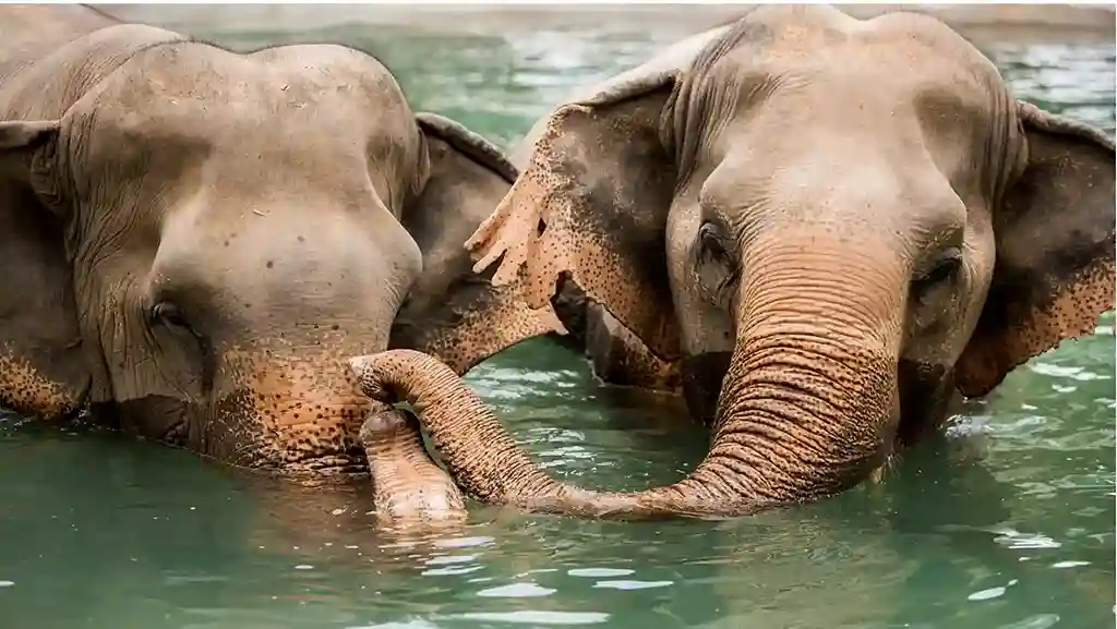 Elephants bathing at the Koh Samui Elephant Sanctuary 