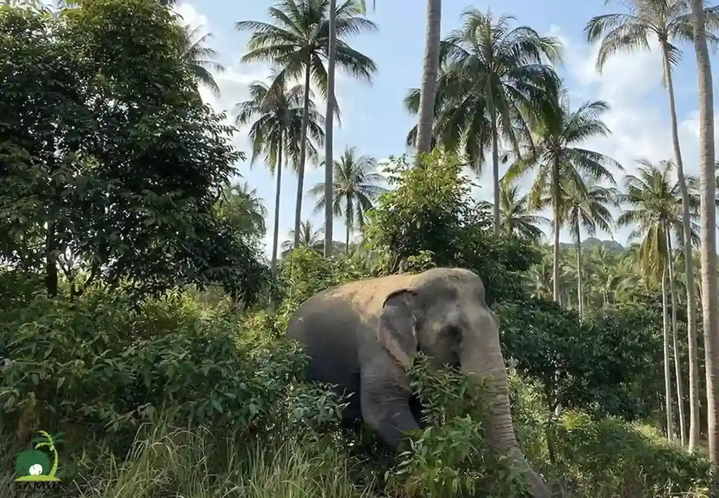 Samui Elephant Sanctuary elephant beneath palm trees
