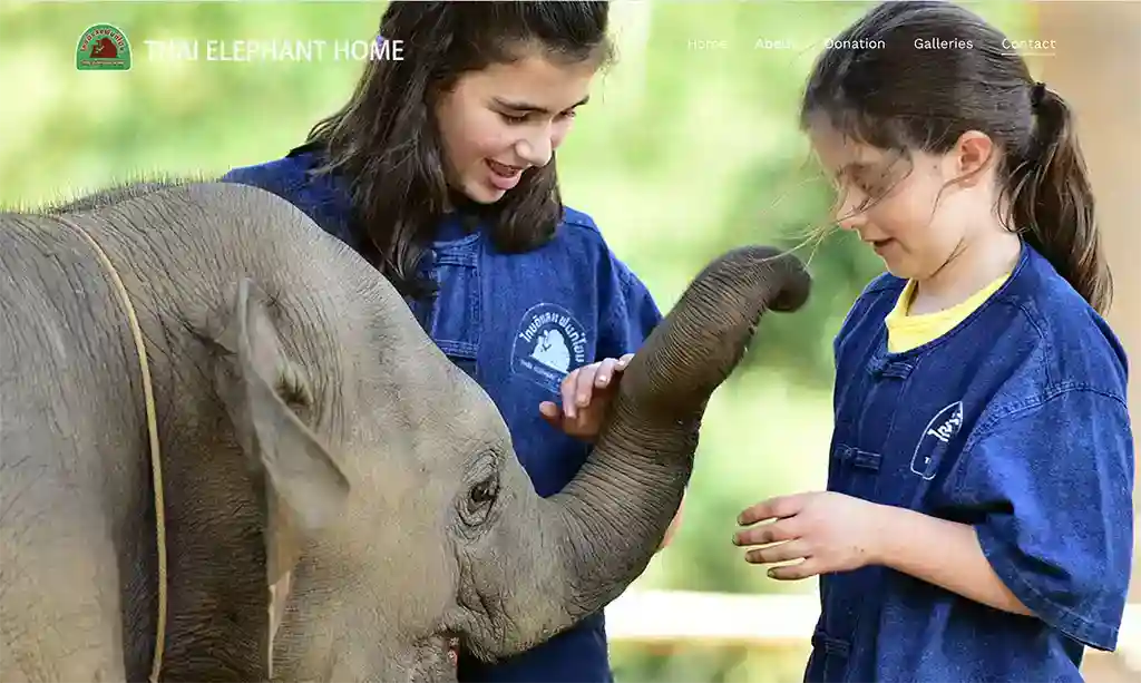 baby elephant encounter at the Thai Elephant Home in Chiang Mai