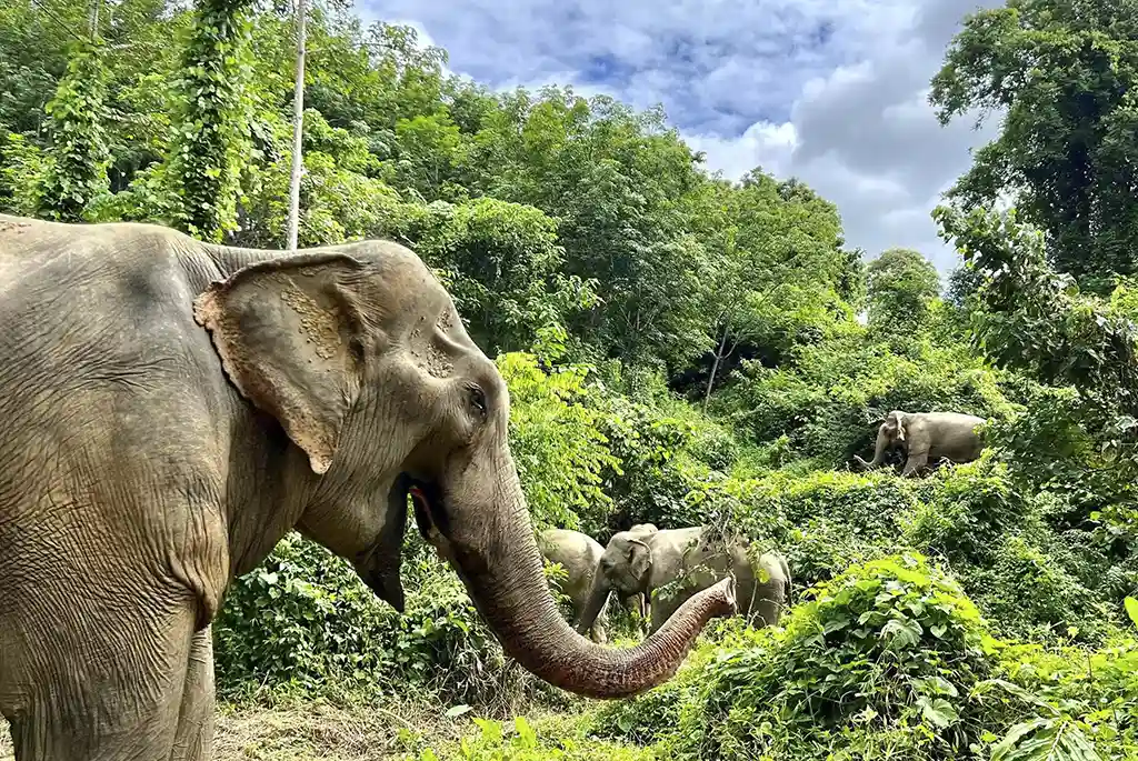 Elephants in the jungle at Boon Lott's Elephant Sanctuary in Thailand