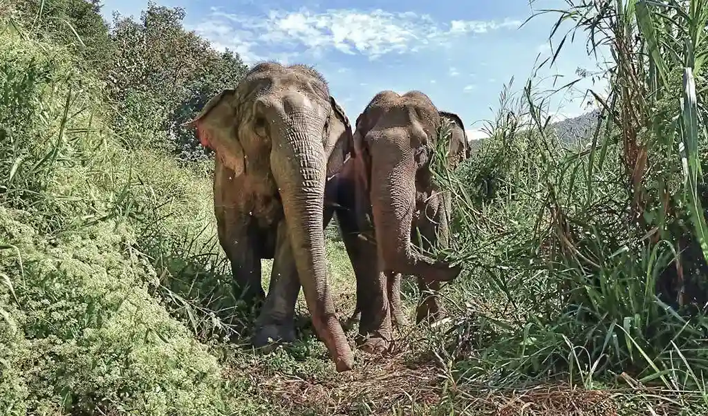 Elephants in grassland roaming free at Burm and Emily's Elephant sancturary in Thailand