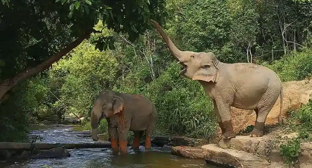 Elephant roaming in river at Chiang Chill Elephant Sanctuary