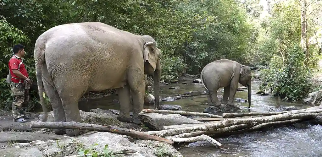 Elephants in river at the Elephant Freedom Village in Thailand