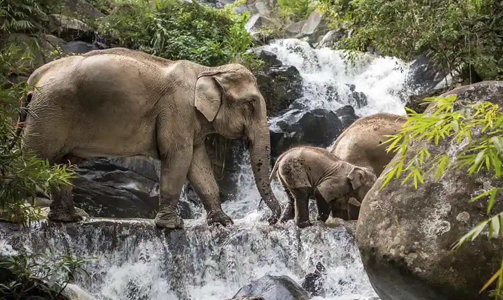 Elephants walking past waterfall at the Elephant Freedom Village in Thailand