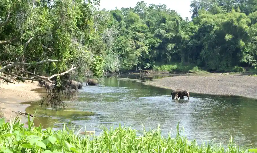 Elephants in river at Elephants World in Kanchanaburi, Thailand