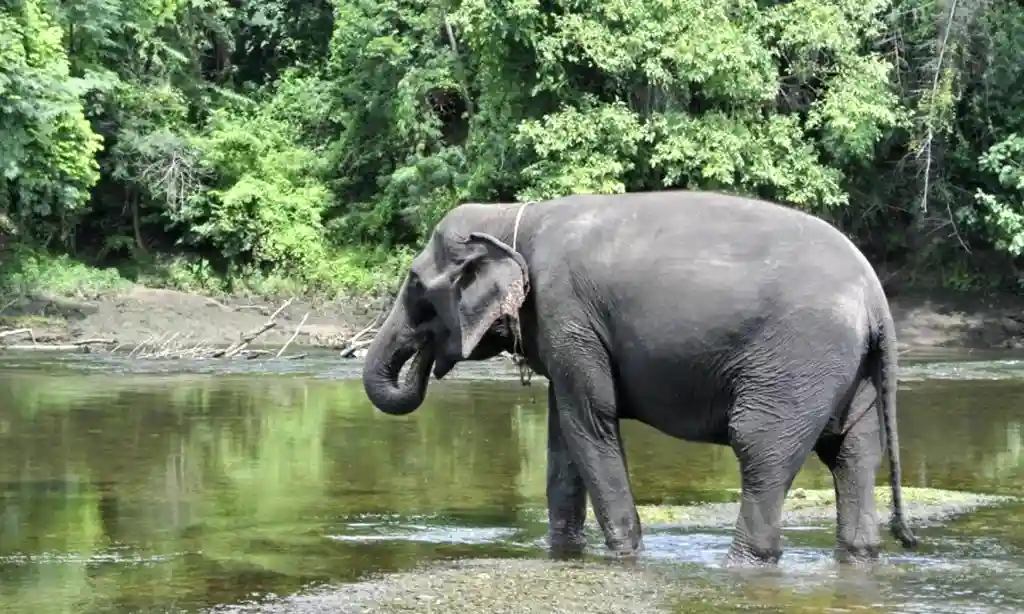 Elephant in river at Elephants World in Kanchanaburi, Thailand