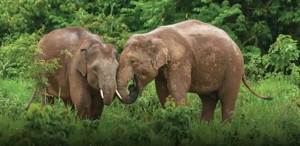 Four Season's Tented Camp elephants