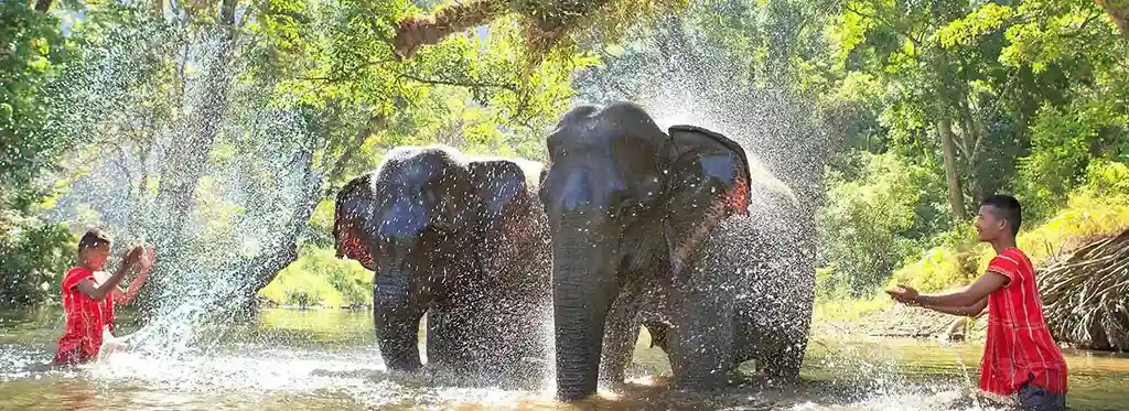 Elephants in river at Green Elephant Sanctuary Park in Phuket