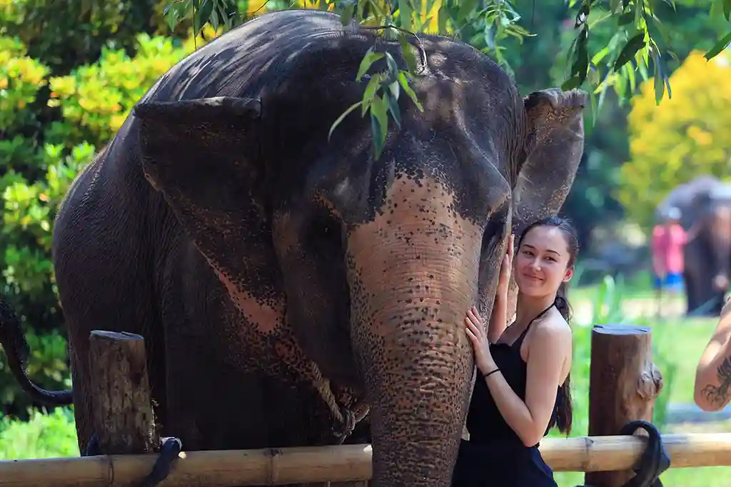 Elephant encounter at Krabi Elephant Sanctuary, Thailand