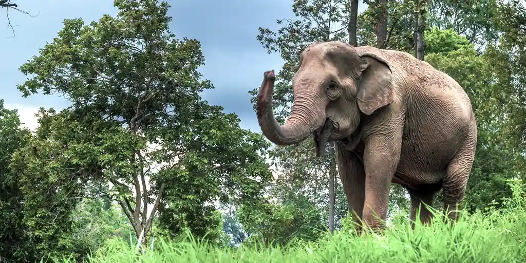 Large elephant feeding at The Maesa Elephant Camp in Chiang Mai, Thailand