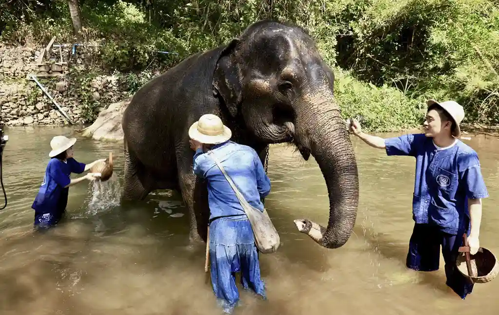 Mahout with elephants at The Maesa Elephant Camp in Chiang Mai, Thailand