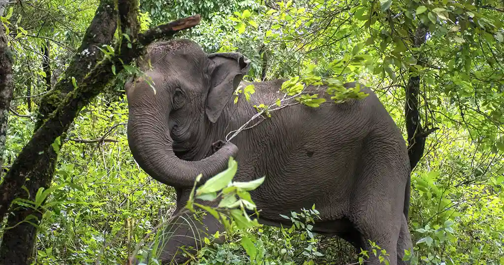 Elephant in jungle at Mahouts Elephant Foundation 