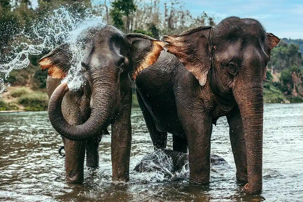 Elephants frolicking in rivet at MandaLao elephant sanctuary in Luang Prabang, Laos