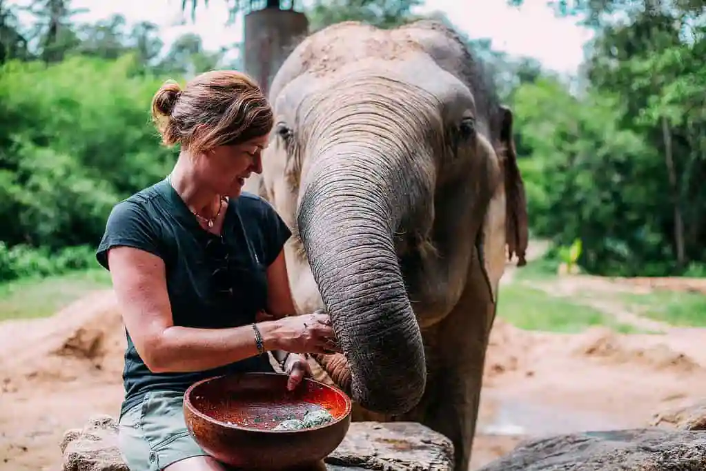 Feeding elephant at Koh Phangan Elephant Sanctuary in Thailand