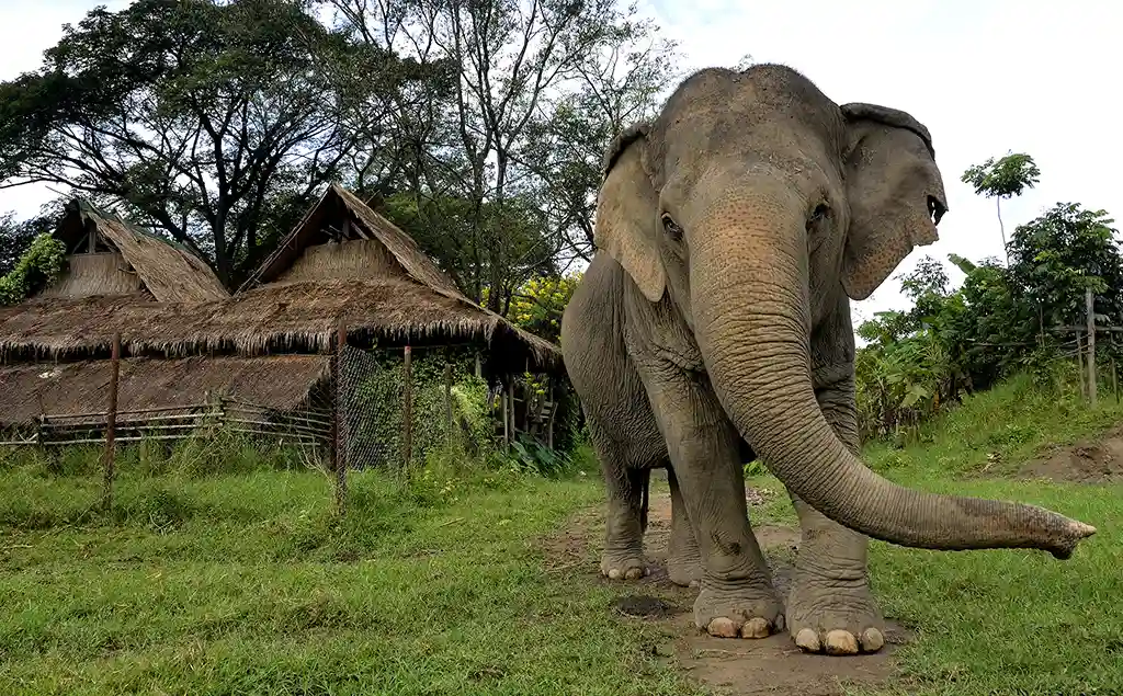 Large elephant at Phuket Elephant Nature Preserve