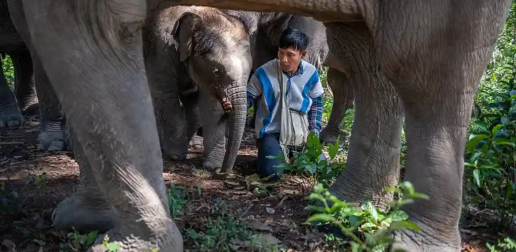 Baby elephant at Thai elephant sanctuary by WE Media