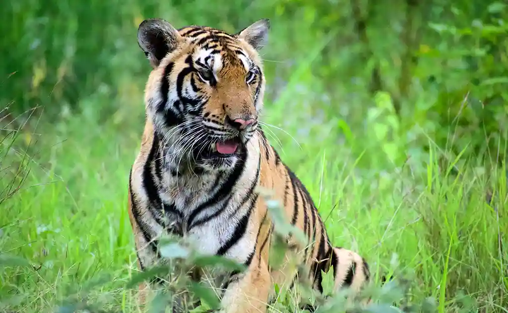 Rescue tiger at Wildlife Friends Foundation in Thailand.