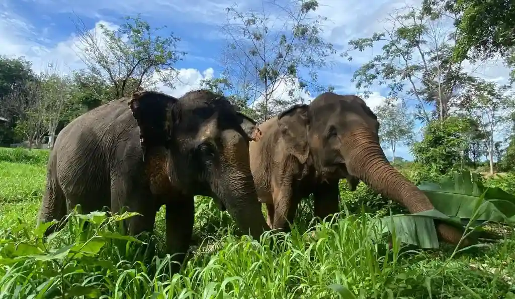 Elephants at Phuket Elephant Nature Preserve