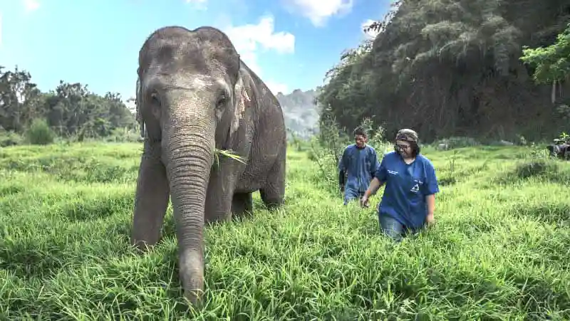 Trekking with elephants at the Anantara Elephant camp