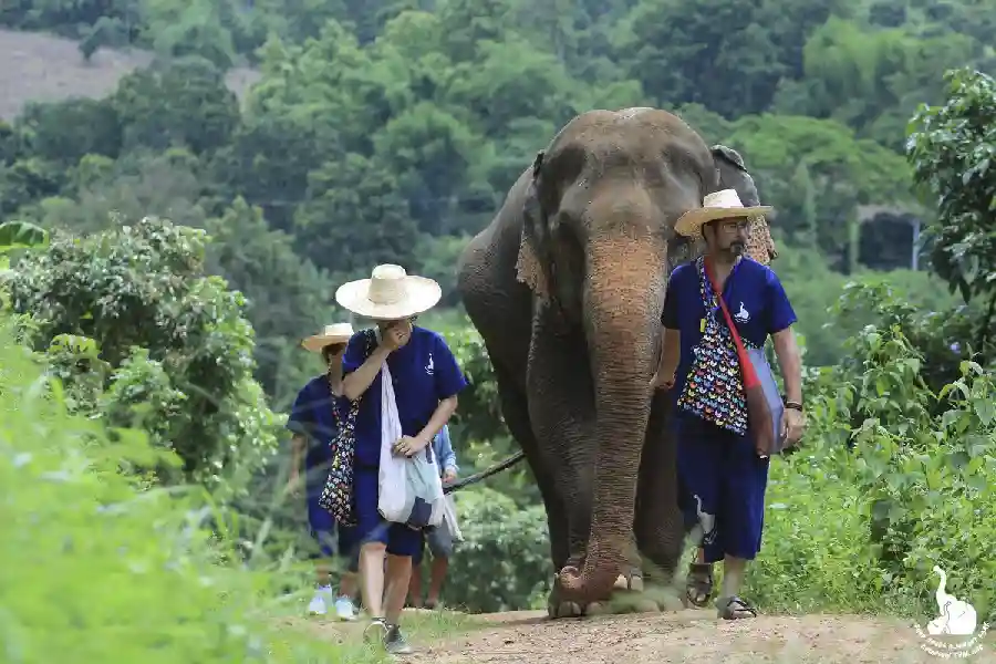 Visitors hiking with adult elephant at Baan Chang elephant camp in Thailand