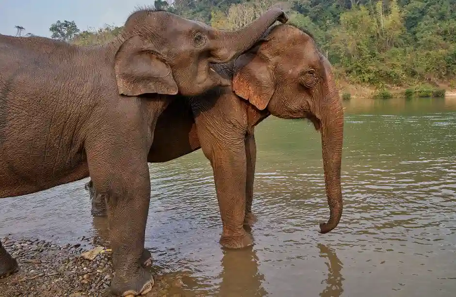 Elephants bathing at the ShngriLao elephant camp in Luang Prabang, Laos