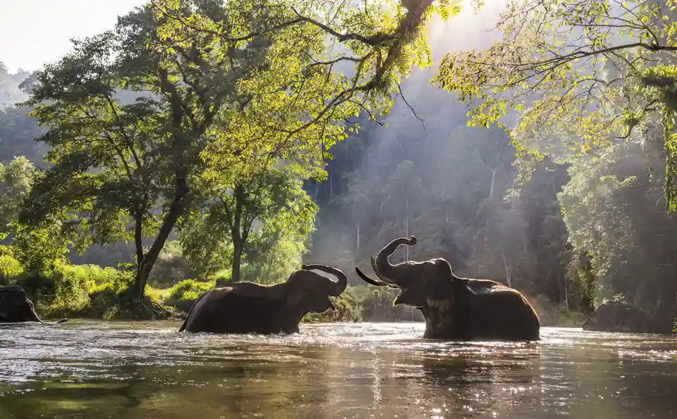Elephants playing in the river at Elephant Haven in Kanchanaburi, Thailand