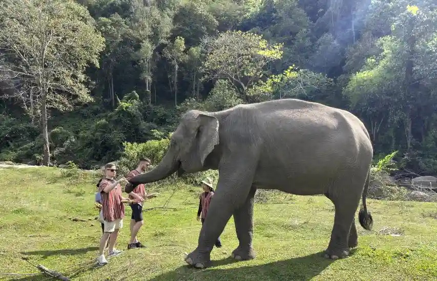 Visitors meeting an adult elephant at the Elephant Jungle Paradise Park in Mae Wang, Chiang Mai